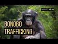 Conservationists discover footage of bonobo wildlife trafficking