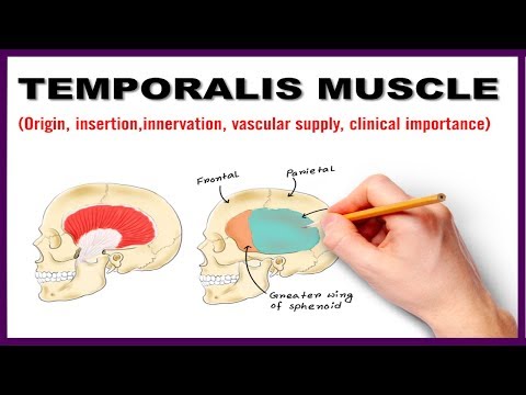 Temporalis Muscle : Origin, Insertion, Nerve supply, Clinical importance - Anatomy