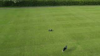 Shadow and the Traxxas Sledge 6s playing on the field