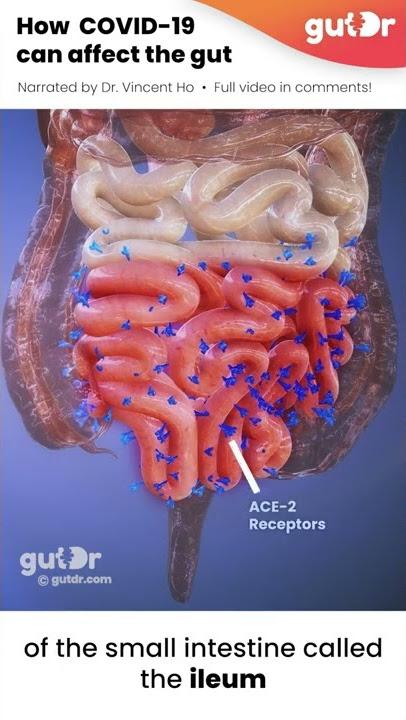 This Is How COVID-19 Can Affect Your Gut | 3D #Shorts