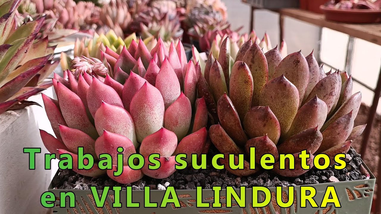 Trabajos suculentos en VILLA LINDURA #TOUR #suculentas #greenhouse