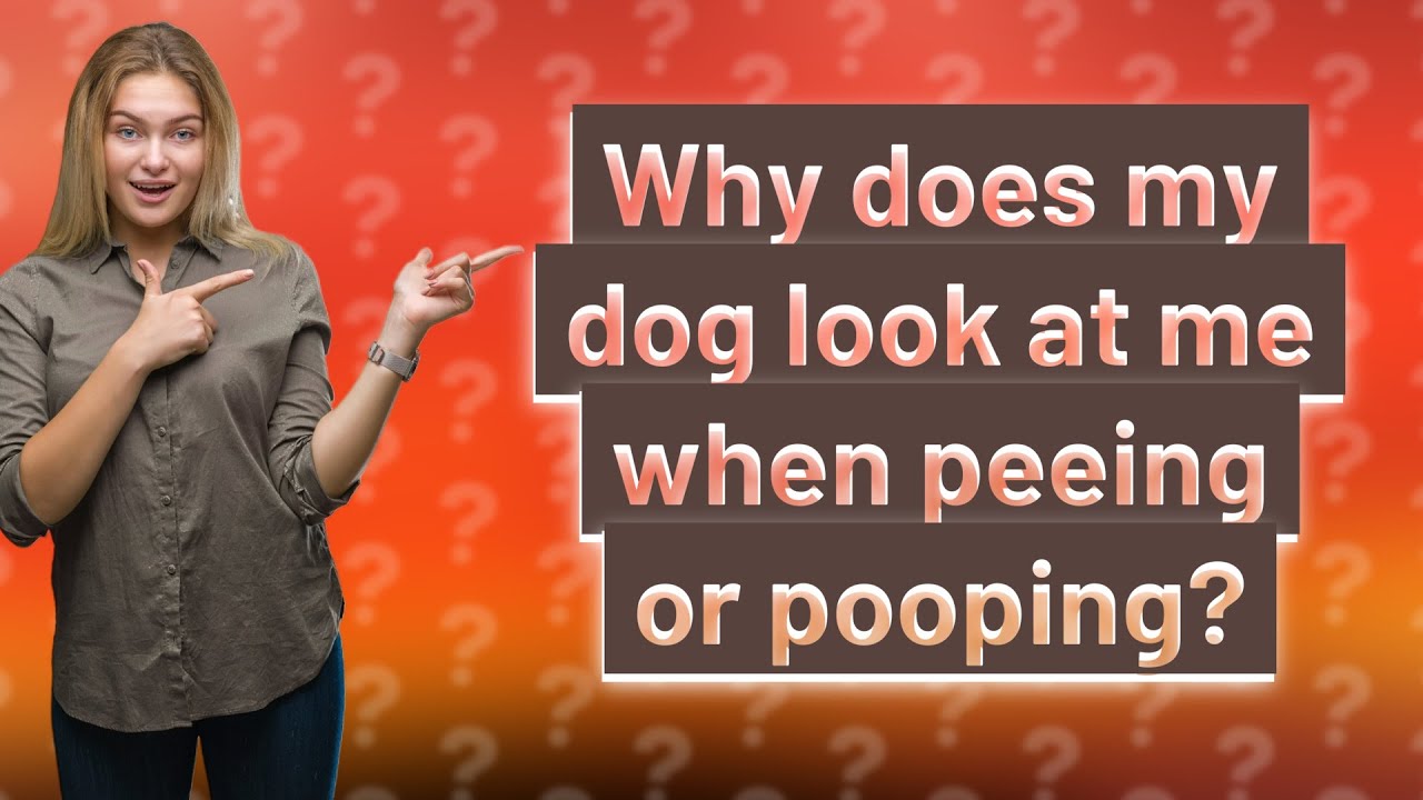 Why Does My Dog Look At Me When Peeing Or Pooping Youtube