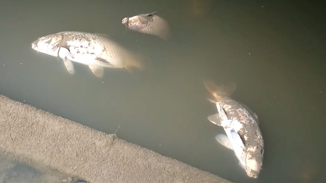 Micro Fishing for Tanago (Bitterling) in Japan