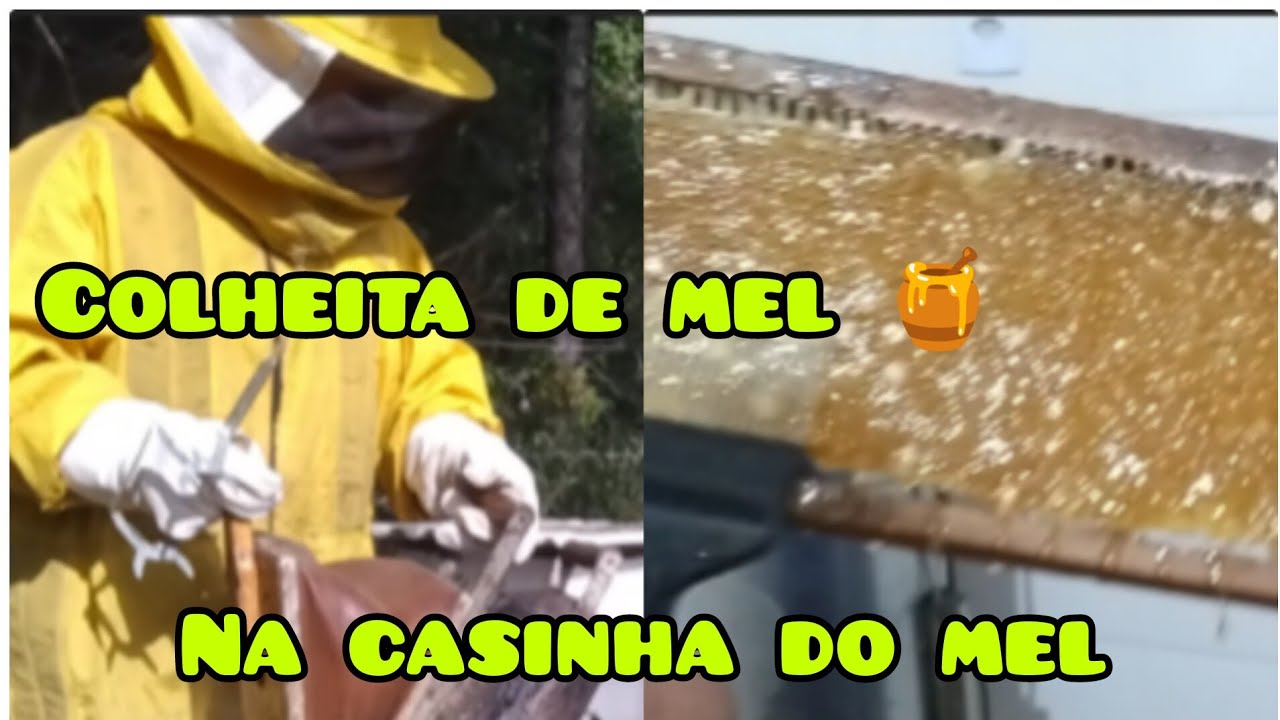 🟡 COLHEITA DE MEL E CENTRÍFUGA O MEL PASSO A PASSO VEJAM COMO FOI