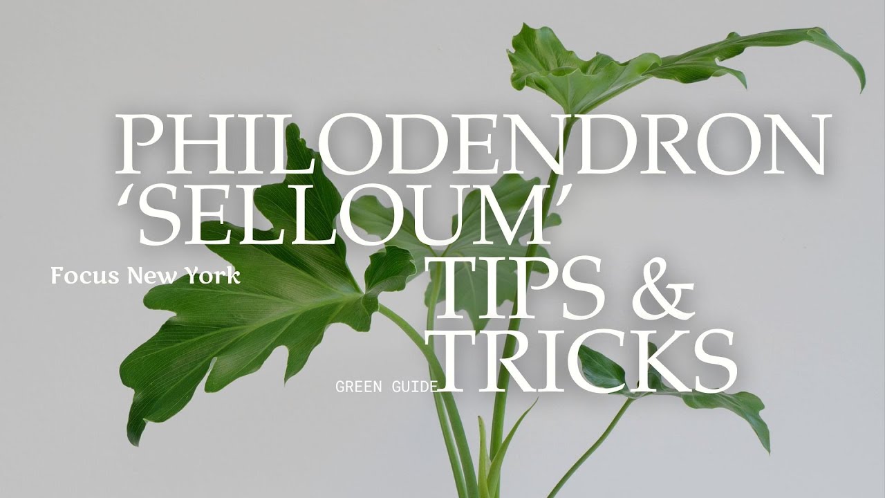 Philodendron ‘Selloum’ Indoors Tips & Tricks by Focus New York
