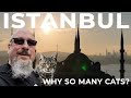 Why So Many Cats? Istanbul, The City of Cats