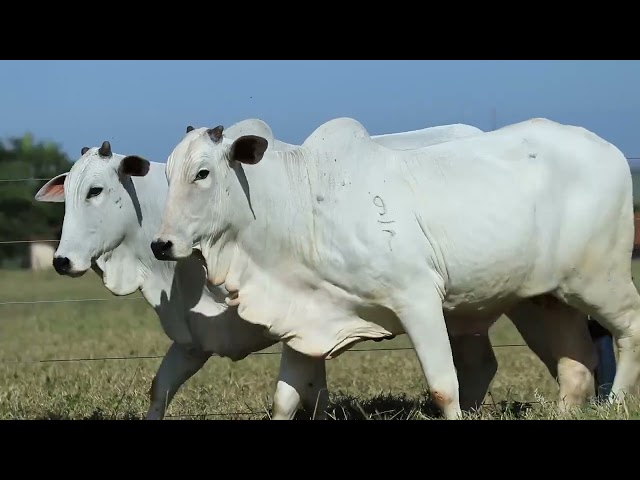 LOTE 42 MATA C91 926