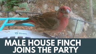 Male House Finch Joins The Party