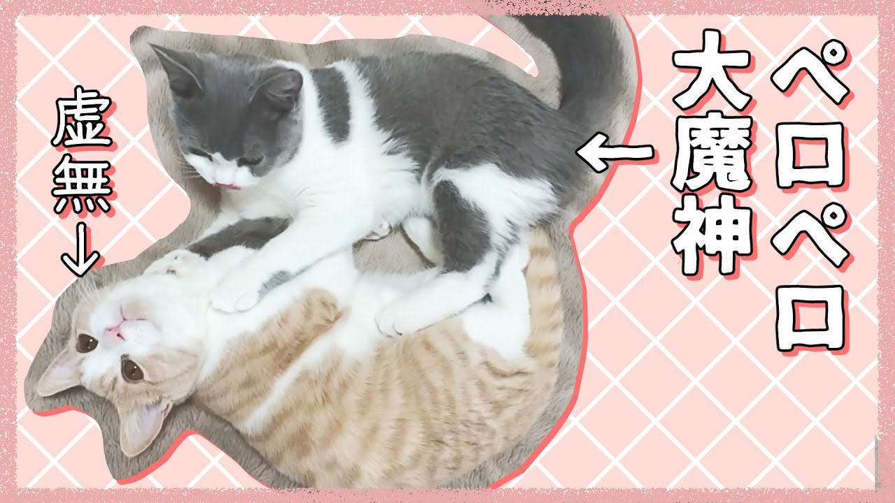 お兄ちゃん猫への愛が重すぎてペロペロ大魔神になっちゃった弟猫