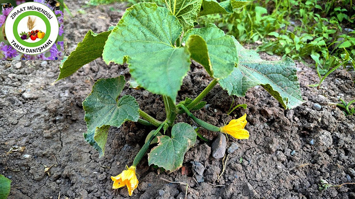 Salatalık Çiçeklerinin Hepsi Üzüm Gibi Meyve Verecek🥒Salatalık Yetiştirmenin Mesleki Sırları Nedir