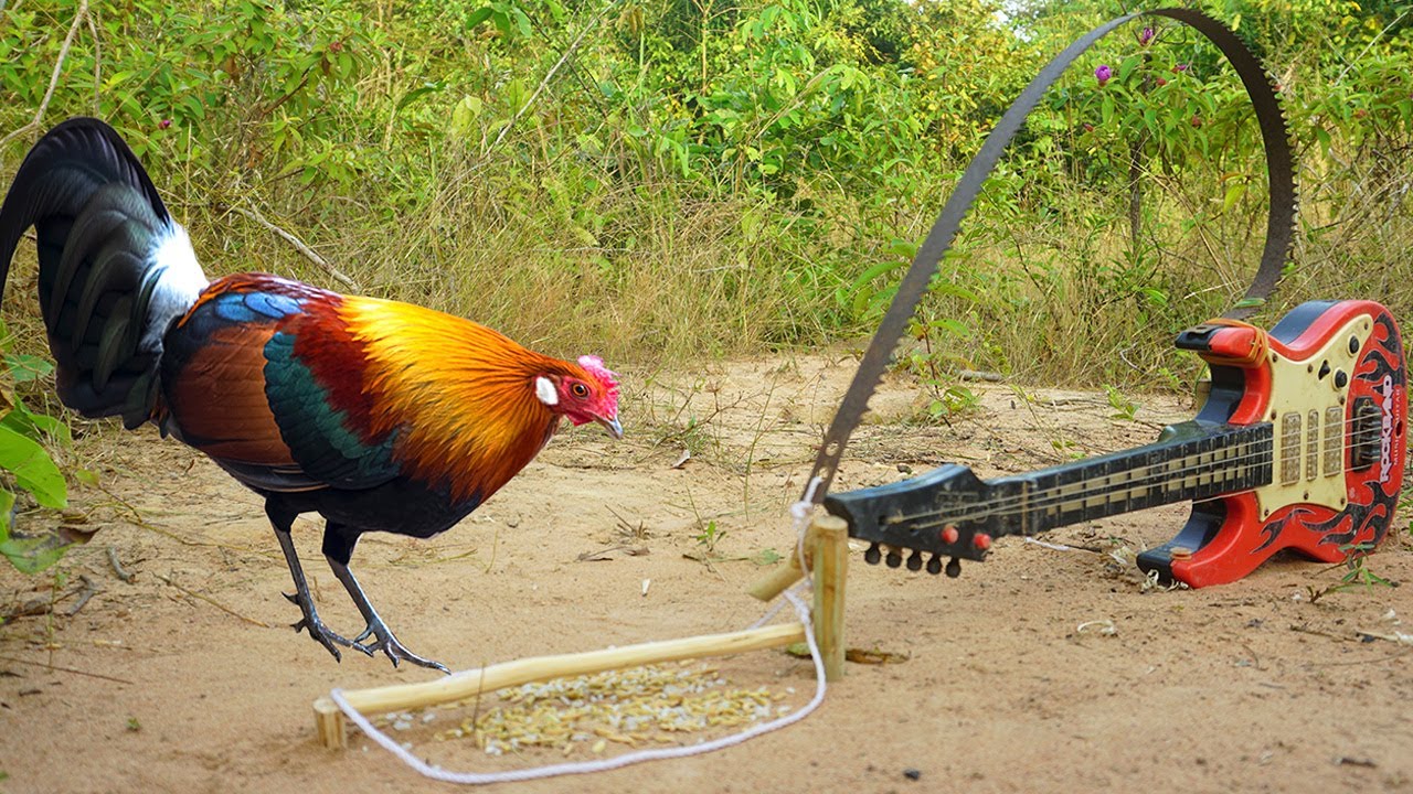 Wild Chicken Trap Using  Guitar & Cutter / How To Make Wild Chicken Using Guitar & Cutter
