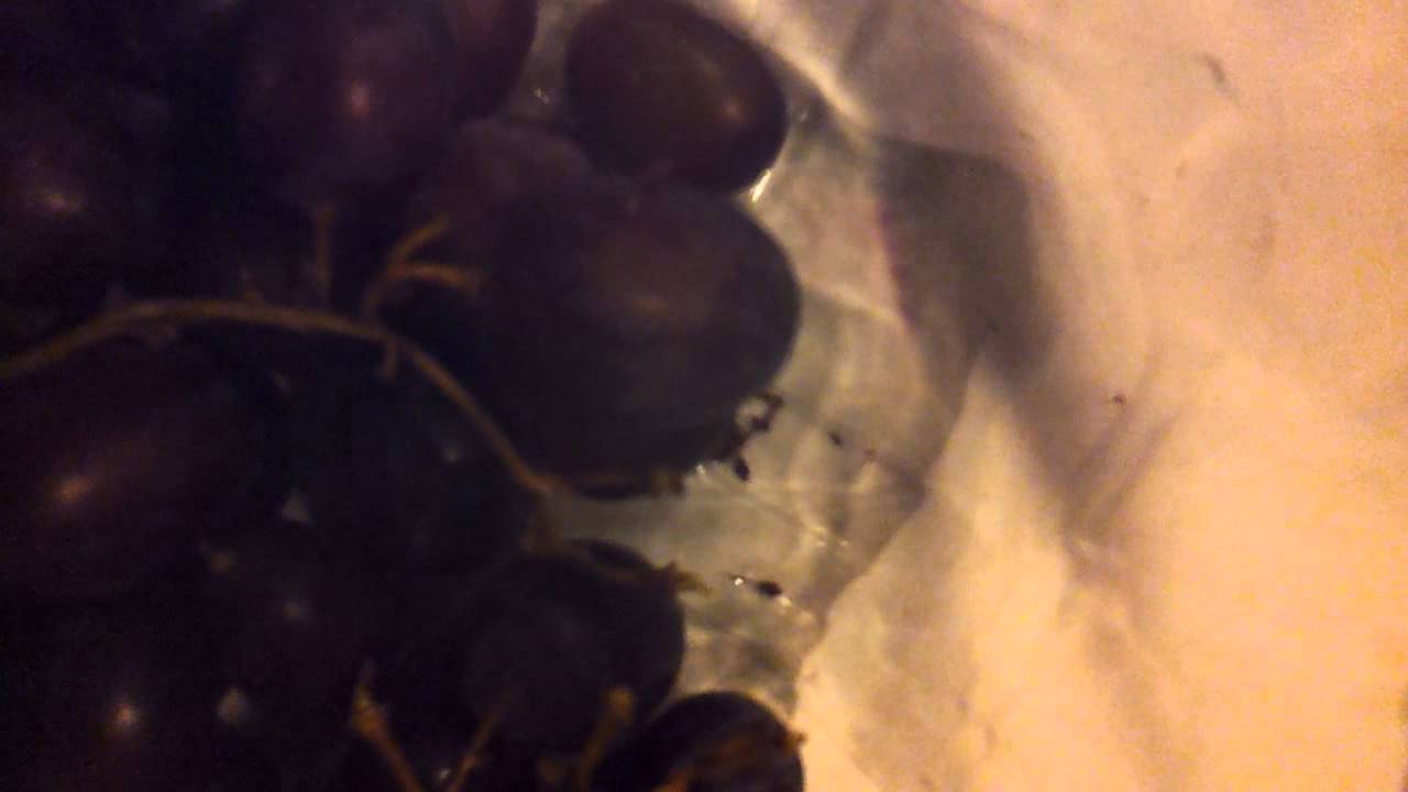With or without you @ Some extra fun muzik studio - YouTube