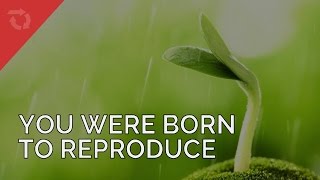 Born to Reproduce 10-pack: Trotman, Dawson: 9781641580113: : Books