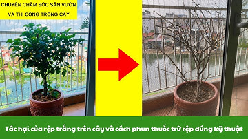 Tác Hại Của Rệp Trắng Trên Cây Hoa Dâm Bụt | Hướng Dẫn Cách Phun Thuốc Trị Rệp Trắng Đúng Cách