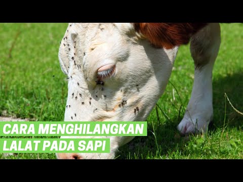 Video: Cara Merawat Kura-kura Brazil (dengan Gambar)