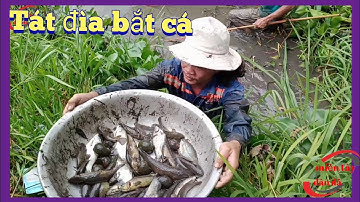 Tát đìa bắt cá đồng cuối mùa nước nổi | miền tây dân dã | # 194