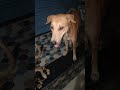 cute dog #cute #dog#doglover #puppy #labrador #shortvideo ##cute teddy bear pic