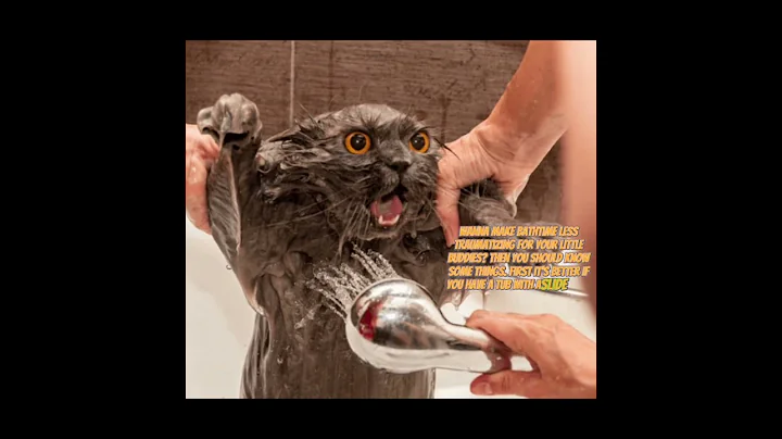 Video 11449481: cat bath water