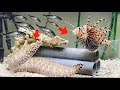 腹ペコの大型危険生物に大量のアジを与えてみた【トラウツボ、ミノカサゴ】