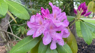 Rhododendron’s showing out!