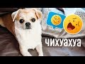 КАК ИГРАТЬ С  ЧИХУАХУА 🐶ОДЕЖДА ДЛЯ СОБАК