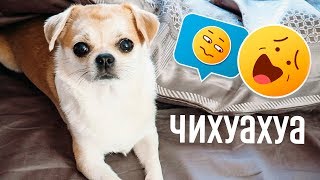 КАК ИГРАТЬ С  ЧИХУАХУА 🐶ОДЕЖДА ДЛЯ СОБАК