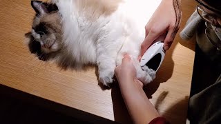 How to shave a longhaired cat's paw hair shorter