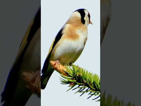 Goldfinch singing on