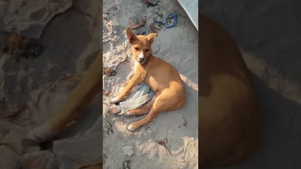 Mother Dog Protecting Her Baby and Started Barking | 