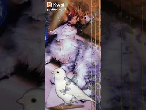 اجمل اغنية حبيبي بعد غيابه