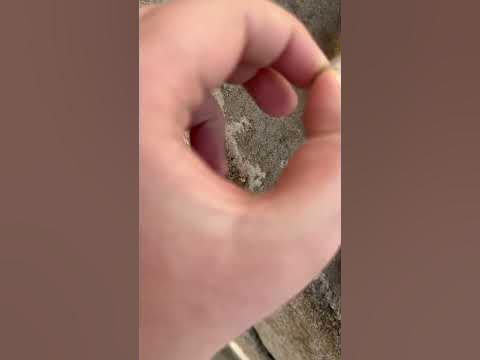 Махане на кърлеж от котка - YouTube