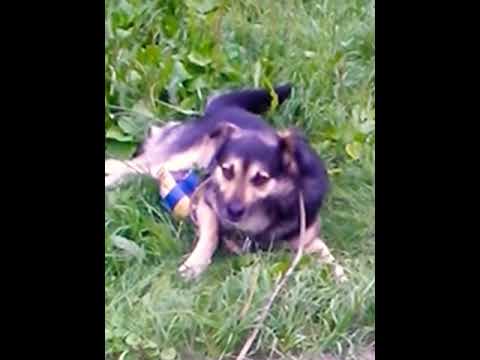 Йорк в халате. Собака съела жвачку. Собака съела жвачку. Собака съела жвачку. Собака какает.