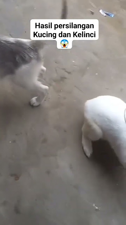 WOW ! HASIL PERSILANGAN KELINCI DAN KUCING#viral