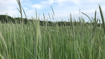 Planting Soybeans Into a Cereal Rye Cover Crop