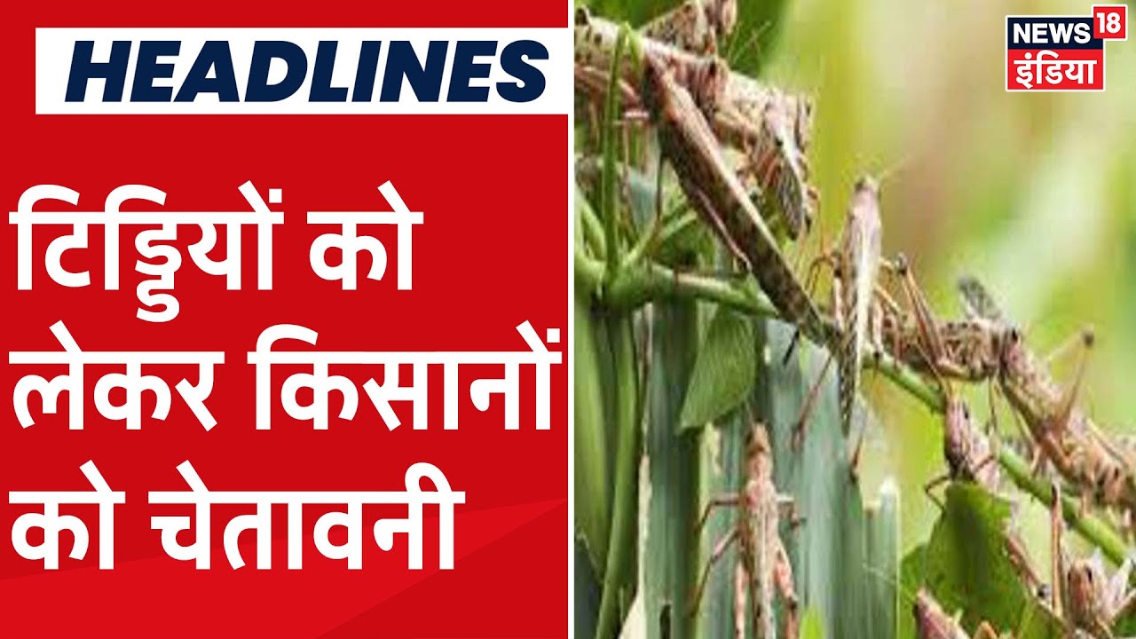 Maharashtra के Palghar में टिड्डियों को लेकर प्रशासन की चेतावनी, किसानों को सतर्क रहने को कहा