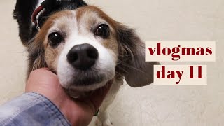 A trip to the vet for Molly. [vlogmas - day 11] by stacyvlogs 11,742 views 3 years ago 4 minutes, 12 seconds