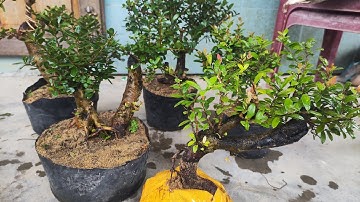 Sáng 8.12 Zalo 0359540980 gl cây cảnh các loại giá rẻ bao síp toàn quốc 