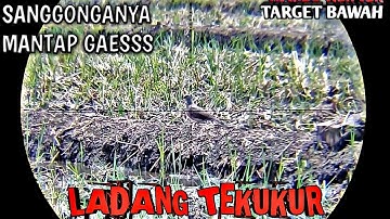 BERBURU TEKUKUR TARGET BAWAH AREA PERSAWAHAN
