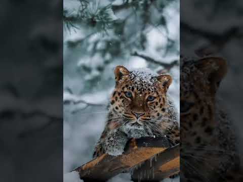 Amur Leopard in the Cold