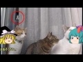 ゆっくり達と見る心霊写真２