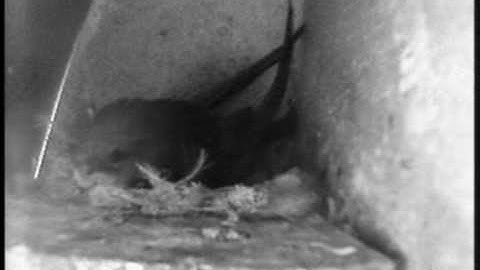 swifts 2010 - reinforcing the nest