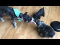 Cute Miniature Schnauzer puppies playing together before they go to their Forever Homes