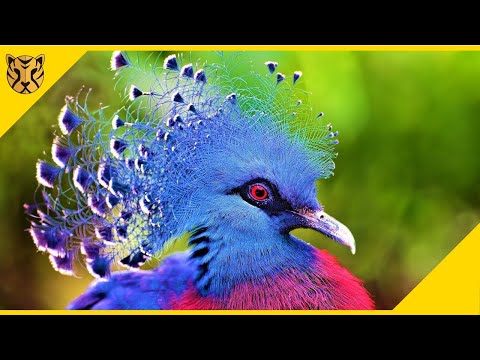 Video: Setiap endemik adalah hiasan indah dari planet Bumi