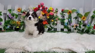 Jual Baby Male Corgi Long Hair Tri Colour Super High Quality "Moshi"