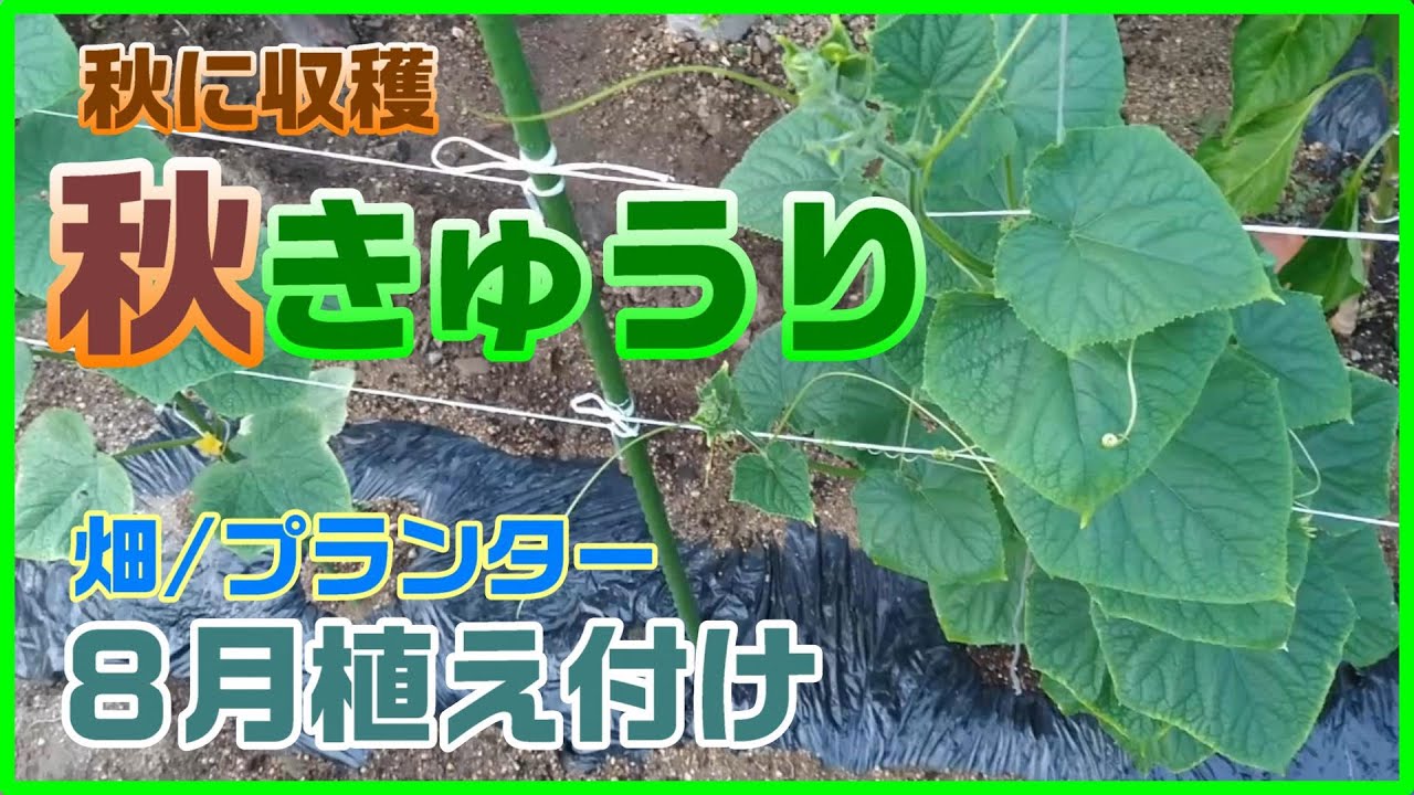 家庭菜園 ８月植え付けの秋きゅうり作り 畑 プランター 秋きゅうり 秋収穫 Youtube