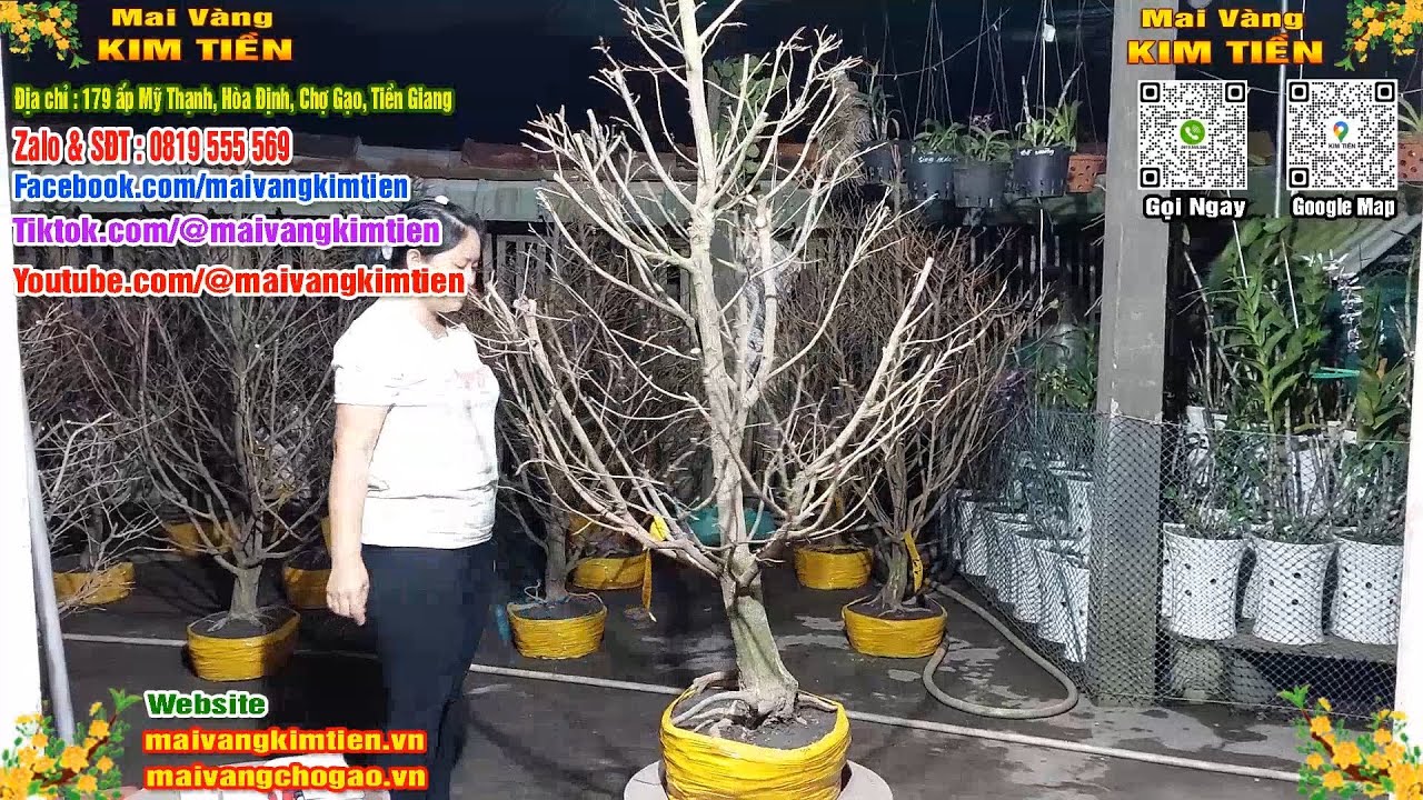 MS #577 - Mai Vàng Giảo Hạt Thủ Đức Tàng Đẹp Nhiều Nhánh Giá 1000k - Mai Vàng Kim Tiền Chợ Gạo
