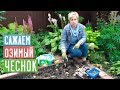 ОЗИМЫЙ ЧЕСНОК 🌱 Сажаем правильно! Полная инструкция по посадке/ Садовый гид