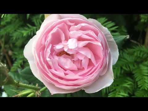 Video: Meilland Roses ni Nini?