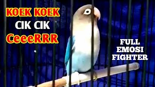 Lovebird Apasaja Langsung  Emosi Nyaut Gacor Ngetik Ngekek Panjang