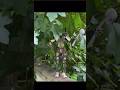 #predator1987 #predator #yautja #junglehunter #figure #necafigure #toys #funny #fyp #foryou